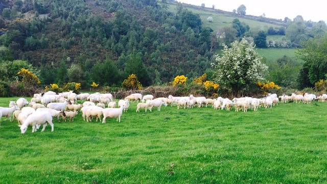 Specifications for light lamb market revealed