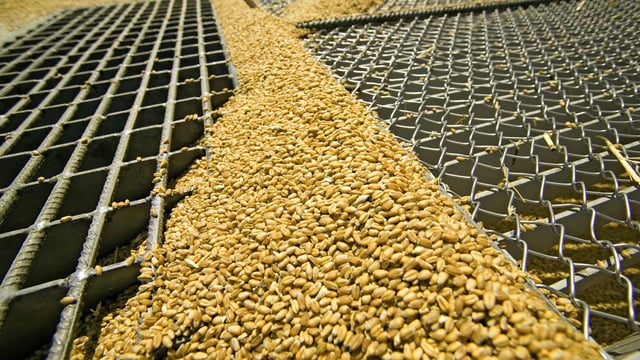 Imported grain looks to be 'poor quality' compared to what Irish farmers produce
