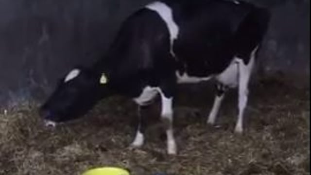 Agriland Vet: Treating Grass Tetany as rain drives grass growth