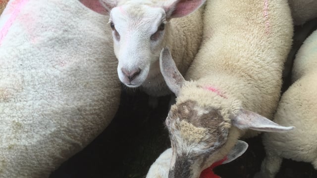 Shortage of spring lambs makes for a steadier trade