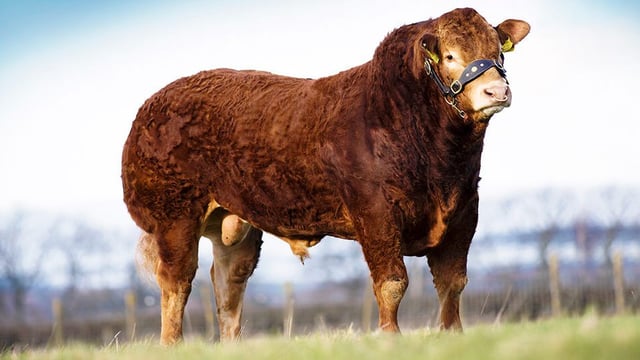 Limousin society enters into negotiations with the ICBF
