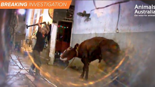 Anger in Australia as exported cattle sledgehammered to death in Vietnam