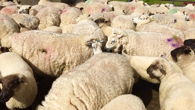 'Irish wool prices have fallen 30% since June'