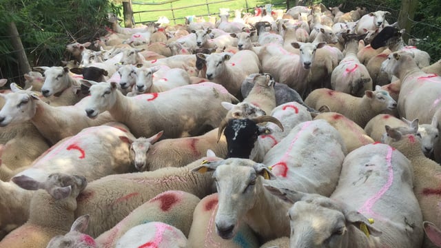 Farm census: 1,000 more farm jobs than 2016 and sheep make a comeback