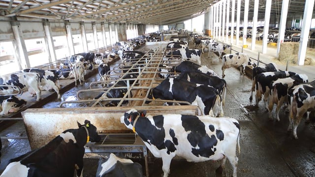 'Cow cubicle mats caused dioxin contamination on Cork dairy farm'