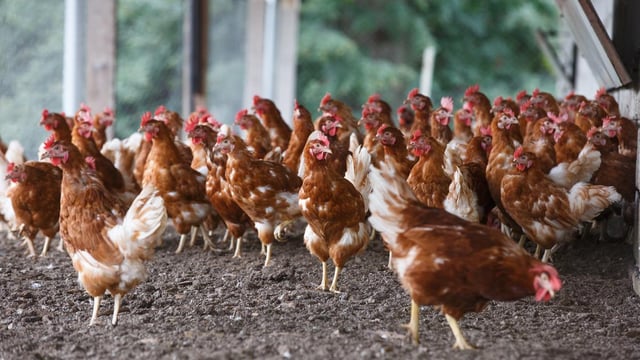 Avian Influenza Prevention Zone in Northern Ireland lifted