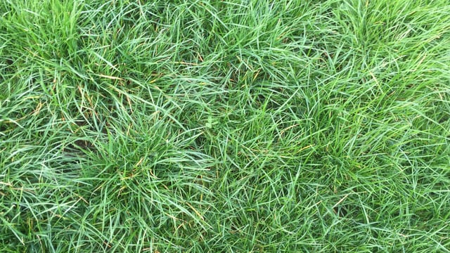 Two new herbicides for grassland farmers