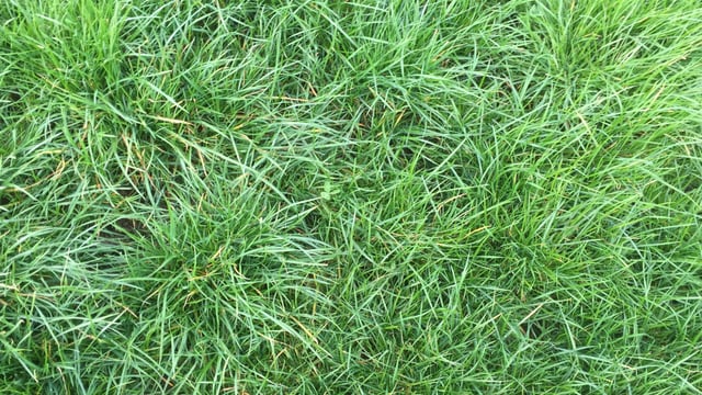 Reseeding: What grass varieties should I use?