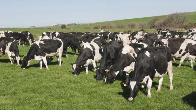 Feeding higher levels of concentrate to dairy cows at grass is sustainable