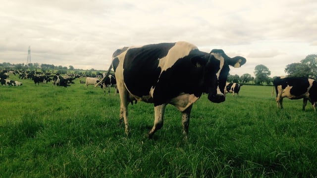 Holstein cow with an EBI of €342 the 'top' dairy cow in the country