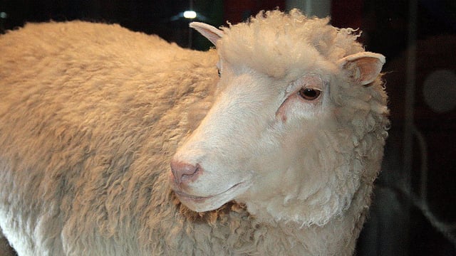 Clones of Dolly the sheep reach their ninth birthdays