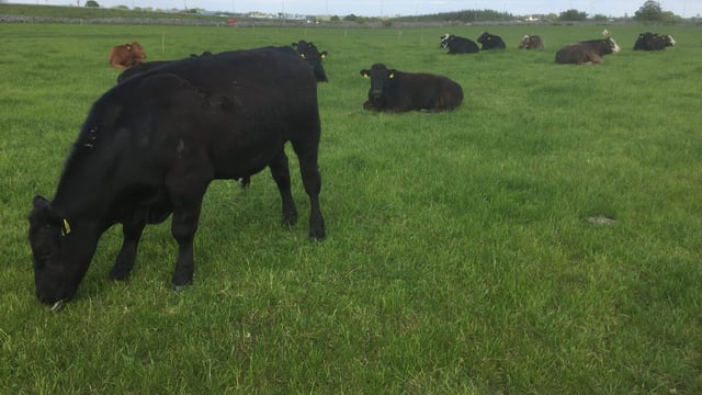 Beef prices ease further as more grass cattle come on stream