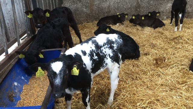 Dairy calf births jump 6% as expansion continues to drive growth