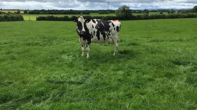 Holy cow - friends' insurance scam hits a wall (as well as a cow)!