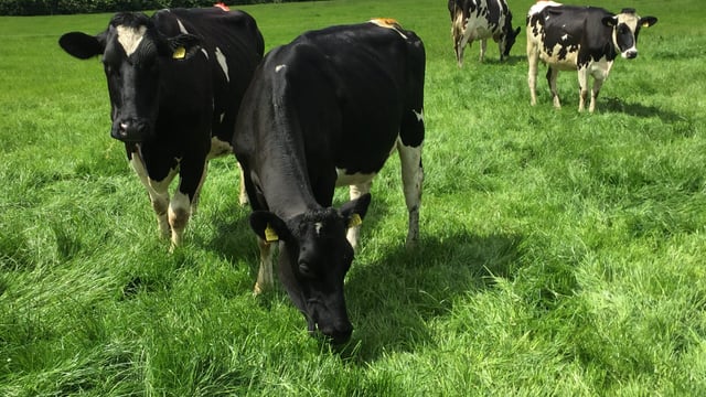 EU milk producers will opt to 'pay back debt' rather than chase output