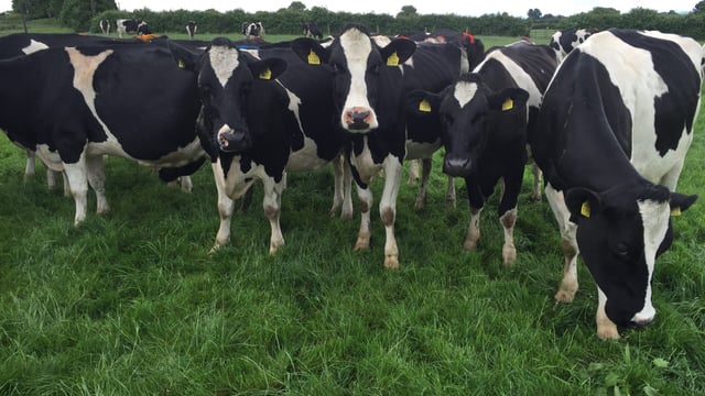Pics and video: Challenges of switching from a winter to spring milk herd