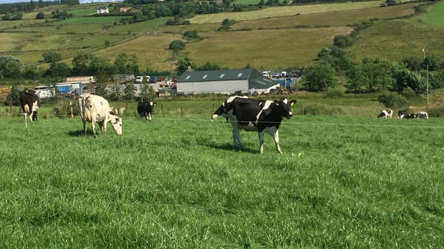 Breeding an 'invisible dairy cow' to make the most of grass on a heavy farm