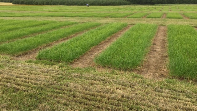 Four new perennial ryegrass varieties coming to farmers