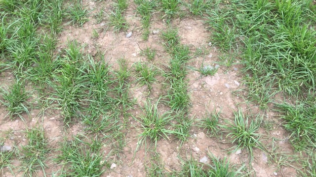 Video: Should more farmers over sow grass seed to maintain sward quality?