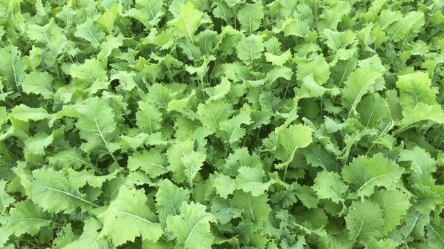 Grain growers call for an extension to GLAS cover crop deadline