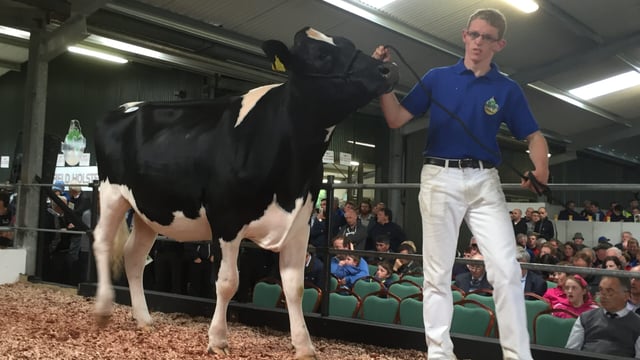 Heifers reach €4,200 at Irish Holstein Friesian Association sale