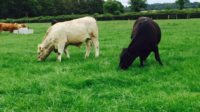 Donegal Mart manager calls for removal of 'roadblocks' on live exports