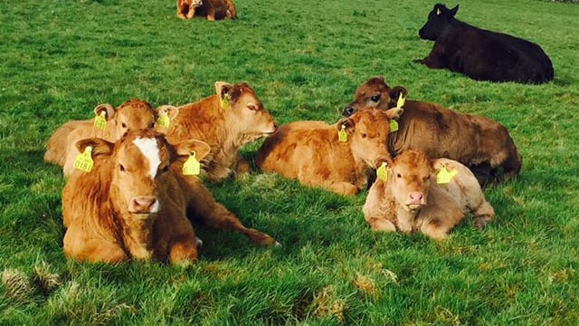 Over €300,000 paid out for BVD-infected animals born in 2015