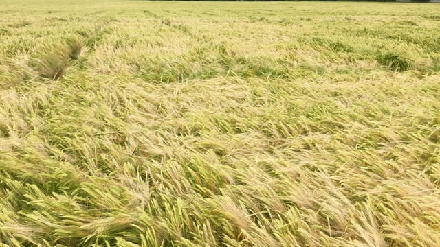Tillage farmers facing negative returns on many crops this year
