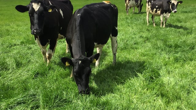 Grass growth: A return to more normal levels expected