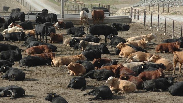 A higher bid has been placed on Australia's largest cattle farm