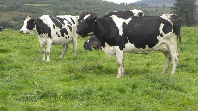 'Massive variation between the profitability of top and average dairy farms'