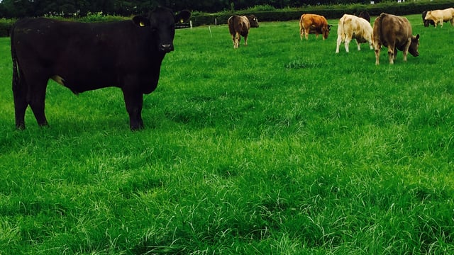 Does it pay to feed store cattle meal at grass prior to finishing?