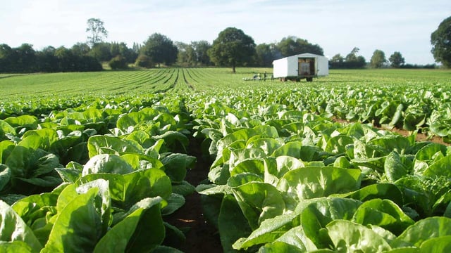 Budget 2024: €14m for National Strategy for Horticulture