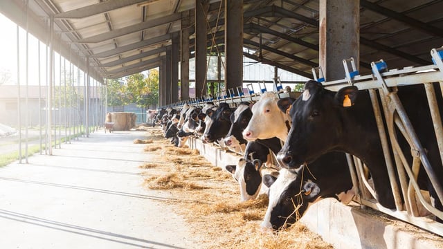 FrieslandCampina increases milk price for September