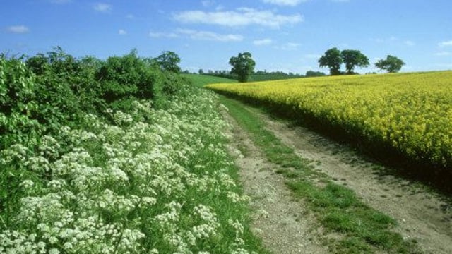 10 ways to boost a beef farm's natural biodiversity