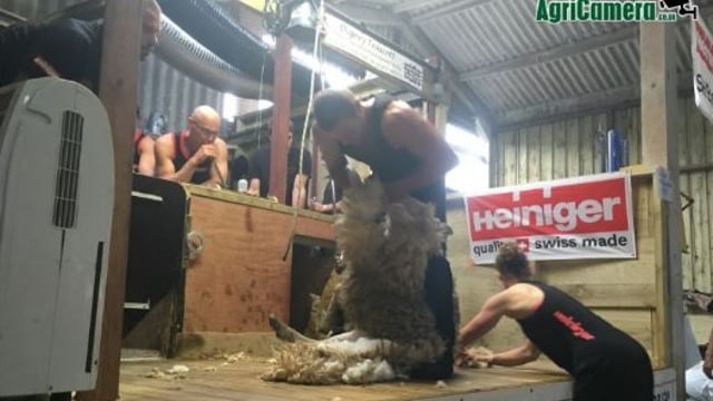 New Zealander sets new sheep shearing world record