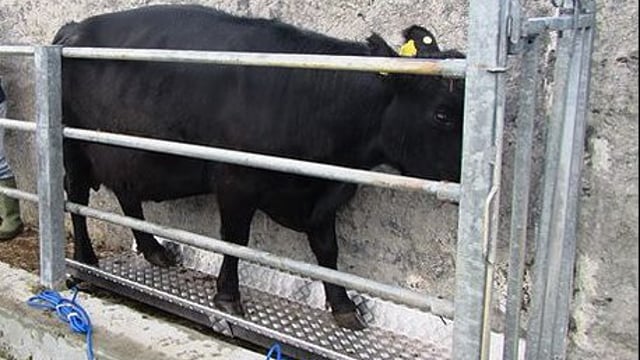 A weighing scales should be essential on every beef farm