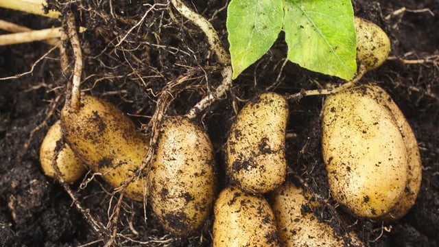 Tastiest potatoes from Dublin due to hit supermarket shelves this week!