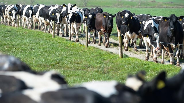Breaking the mould: From city streets to milking 400 cross-bred cows