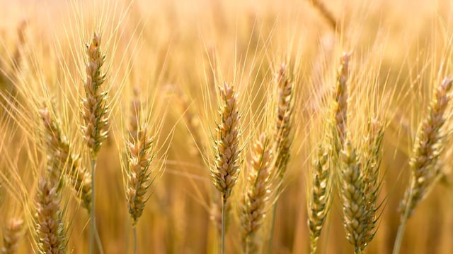 TAMS II - Tillage Scheme to be open by end of the year