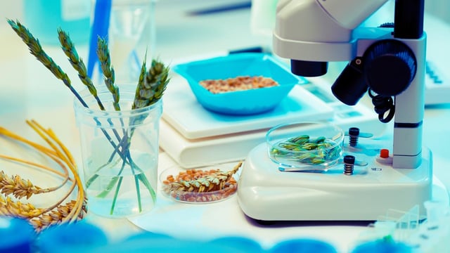 Consumer group queries EU's 'inexplicable double standard' on GMOs