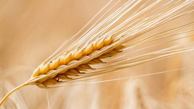 Test results show Irish grain is of better quality compared to imported grain