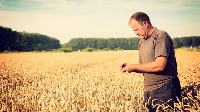 Public consultation opens on regulation for plant seeds