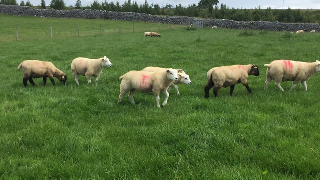 Sheep kill: Spring lambs make up 33% of weekly throughput