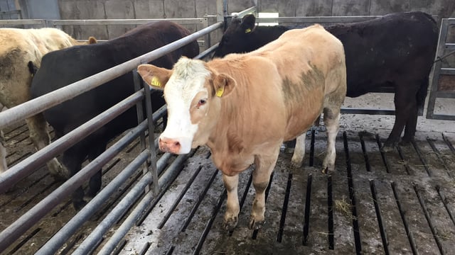 Cattle prices continue to drive forward – IFA
