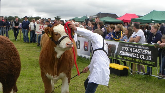 Tullamore Show Results 2016: Cattle