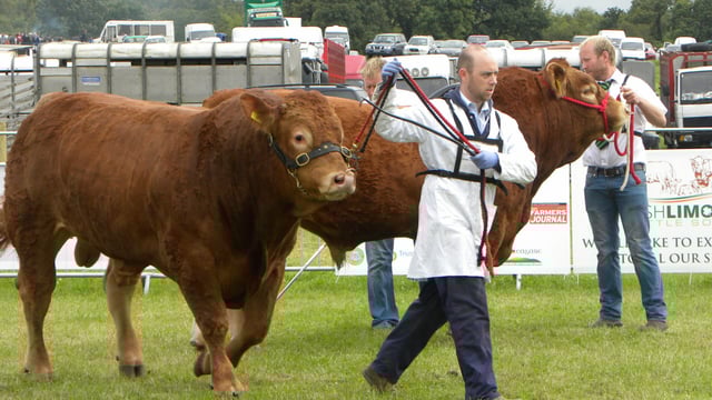 Pics: Thousands throng to the 2016 Tullamore Show