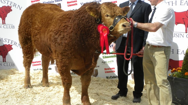 Meath breeder takes top honours in Limousin class at the Virginia Show