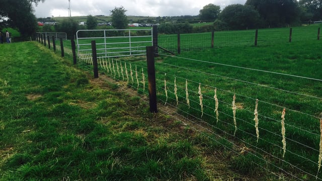 Over 1,000 farmers apply to Sheep Fencing Scheme under TAMS II