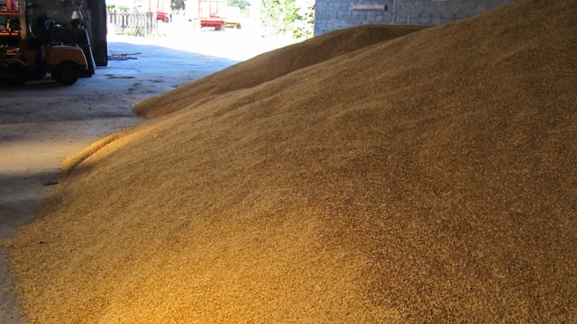 Port of Constanta rises in prominence for grain exports